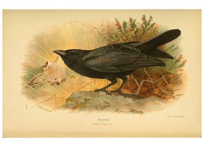 Reproducción/Reproduction 8290248823: Coloured figures of the birds of the British Islands / issued by Lord Lilford.. London :R. H. Porter,1885-1897.