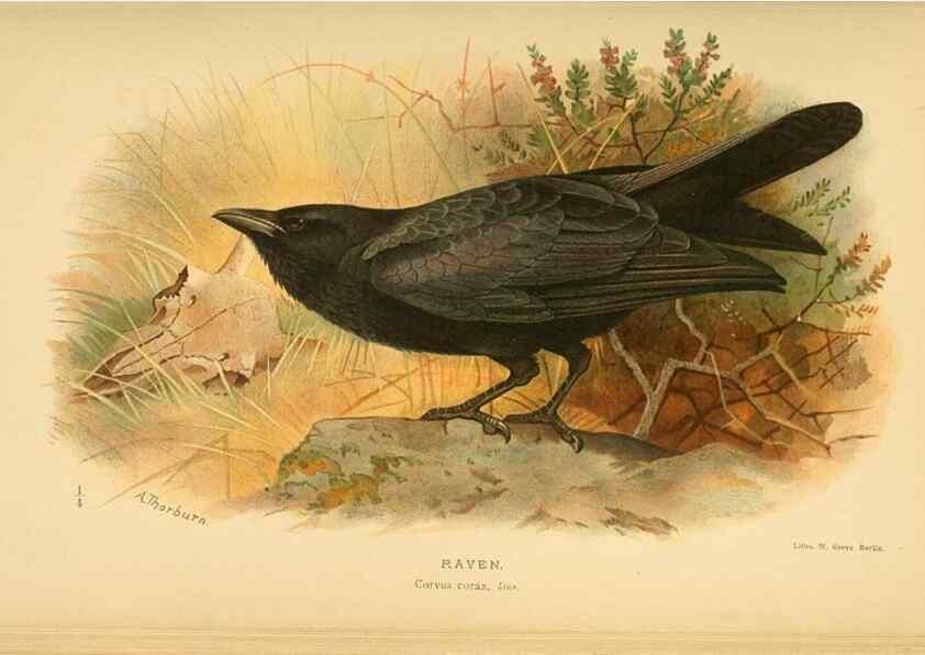 Reproducción/Reproduction 8290248823: Coloured figures of the birds of the British Islands / issued by Lord Lilford.. London :R. H. Porter,1885-1897.
