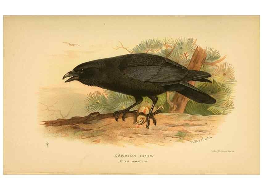 Reproducción/Reproduction 8291307730: Coloured figures of the birds of the British Islands / issued by Lord Lilford.. London :R. H. Porter,1885-1897.