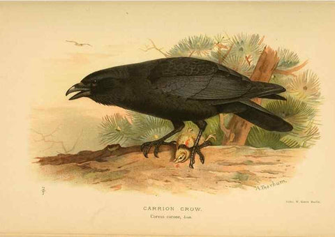 Reproducción/Reproduction 8291307730: Coloured figures of the birds of the British Islands / issued by Lord Lilford.. London :R. H. Porter,1885-1897.