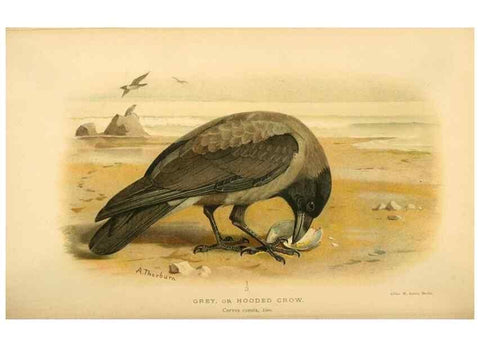 Reproducción/Reproduction 8290249459: Coloured figures of the birds of the British Islands / issued by Lord Lilford.. London :R. H. Porter,1885-1897.