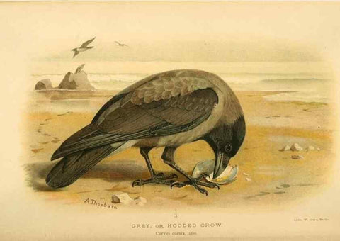 Reproducción/Reproduction 8290249459: Coloured figures of the birds of the British Islands / issued by Lord Lilford.. London :R. H. Porter,1885-1897.