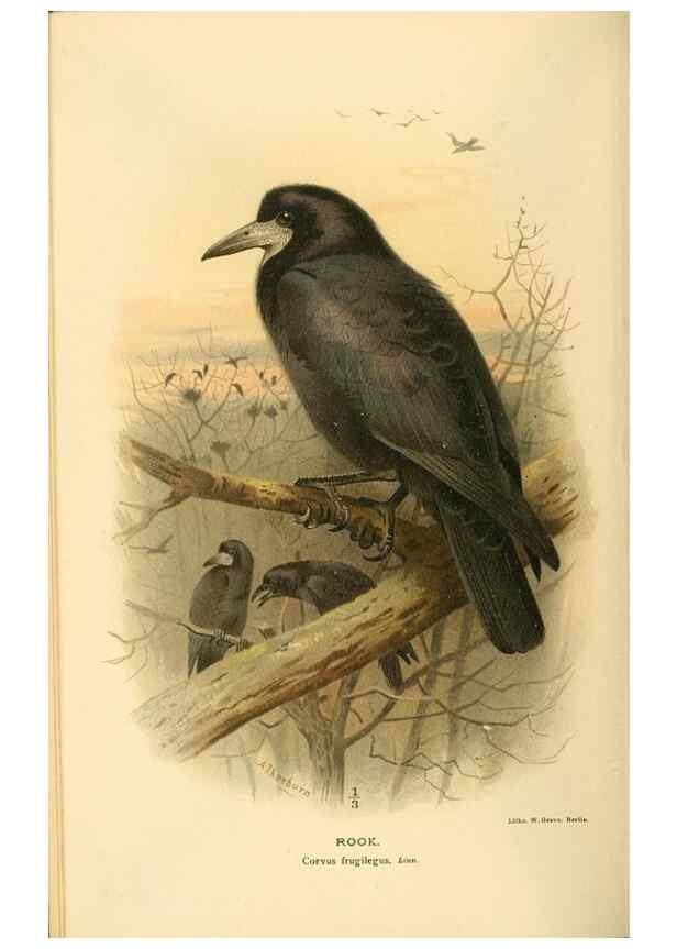 Reproducción/Reproduction 8291308364: Coloured figures of the birds of the British Islands / issued by Lord Lilford.. London :R. H. Porter,1885-1897.