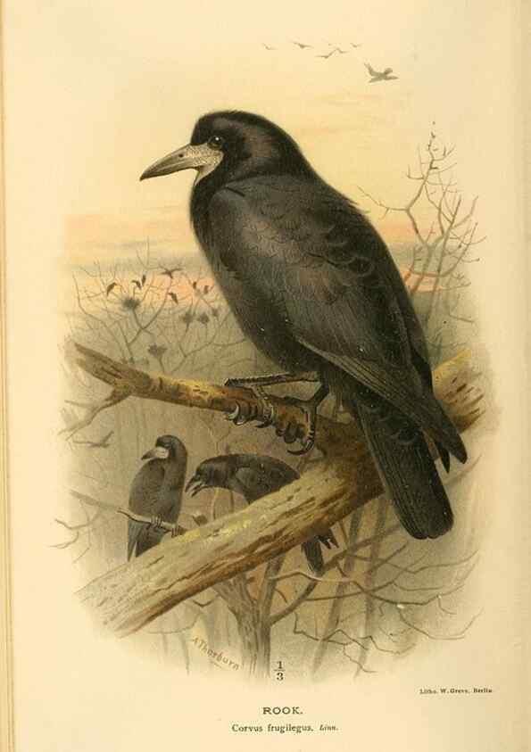 Reproducción/Reproduction 8291308364: Coloured figures of the birds of the British Islands / issued by Lord Lilford.. London :R. H. Porter,1885-1897.