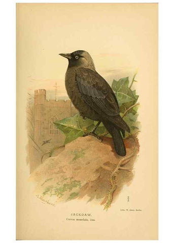 Reproducción/Reproduction 8290250207: Coloured figures of the birds of the British Islands / issued by Lord Lilford.. London :R. H. Porter,1885-1897.