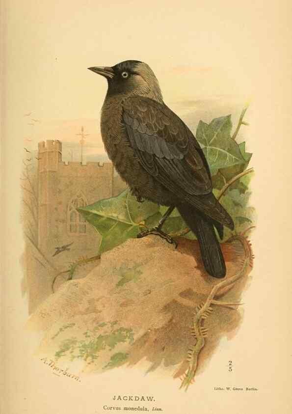 Reproducción/Reproduction 8290250207: Coloured figures of the birds of the British Islands / issued by Lord Lilford.. London :R. H. Porter,1885-1897.