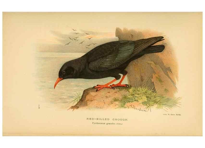 Reproducción/Reproduction 8290250519: Coloured figures of the birds of the British Islands / issued by Lord Lilford.. London :R. H. Porter,1885-1897.