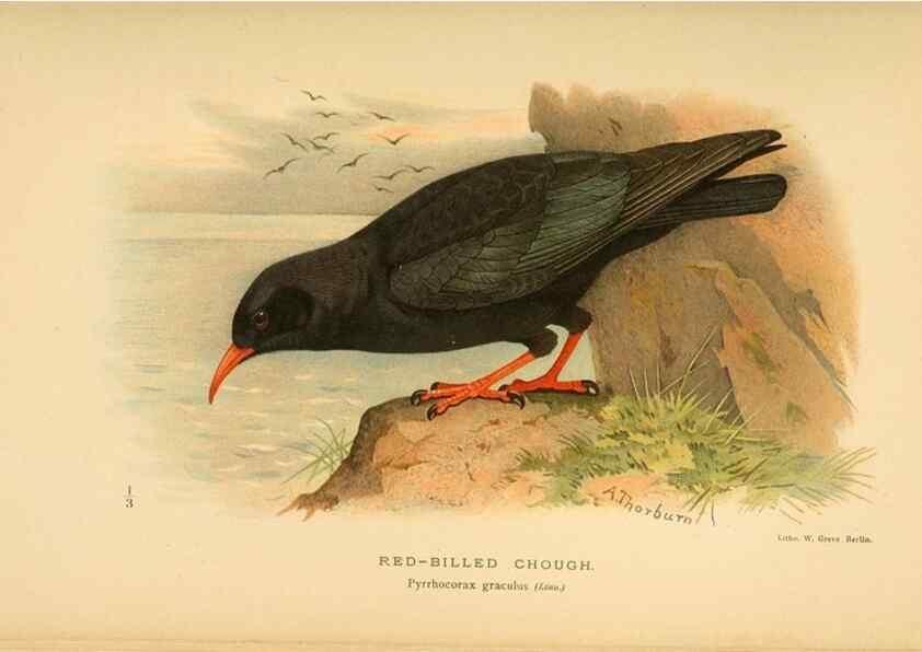 Reproducción/Reproduction 8290250519: Coloured figures of the birds of the British Islands / issued by Lord Lilford.. London :R. H. Porter,1885-1897.