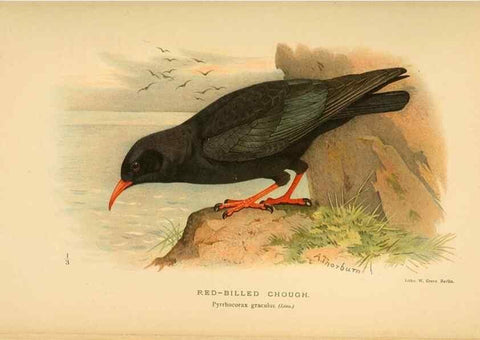 Reproducción/Reproduction 8290250519: Coloured figures of the birds of the British Islands / issued by Lord Lilford.. London :R. H. Porter,1885-1897.