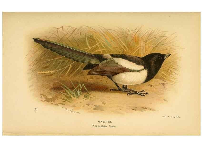 Reproducción/Reproduction 8290250889: Coloured figures of the birds of the British Islands / issued by Lord Lilford.. London :R. H. Porter,1885-1897.