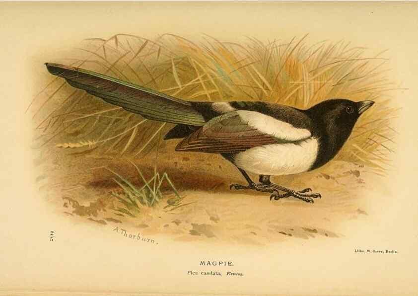Reproducción/Reproduction 8290250889: Coloured figures of the birds of the British Islands / issued by Lord Lilford.. London :R. H. Porter,1885-1897.