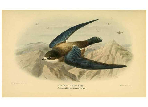 Reproducción/Reproduction 8290248423: Coloured figures of the birds of the British Islands / issued by Lord Lilford.. London :R. H. Porter,1885-1897.