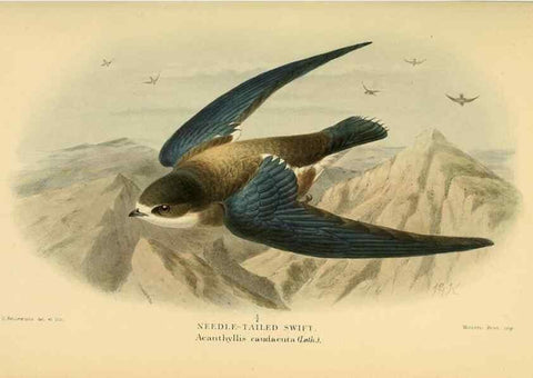 Reproducción/Reproduction 8290248423: Coloured figures of the birds of the British Islands / issued by Lord Lilford.. London :R. H. Porter,1885-1897.