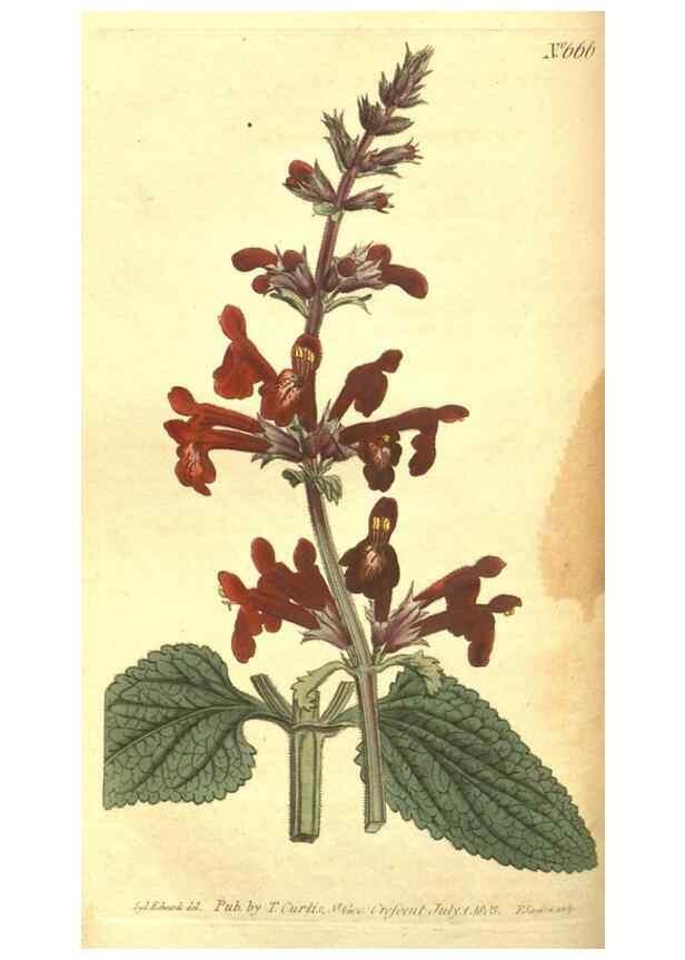 Reproducción/Reproduction 8317268297: Curtis's botanical magazine.. London ;New York [etc.] :Academic Press [etc.]