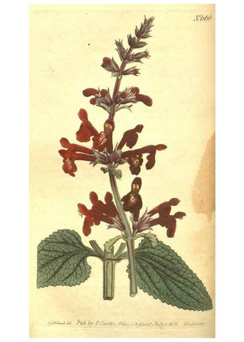 Reproducción/Reproduction 8317268297: Curtis's botanical magazine.. London ;New York [etc.] :Academic Press [etc.]