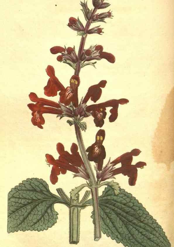 Reproducción/Reproduction 8317268297: Curtis's botanical magazine.. London ;New York [etc.] :Academic Press [etc.]