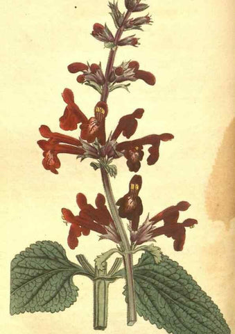 Reproducción/Reproduction 8317268297: Curtis's botanical magazine.. London ;New York [etc.] :Academic Press [etc.]