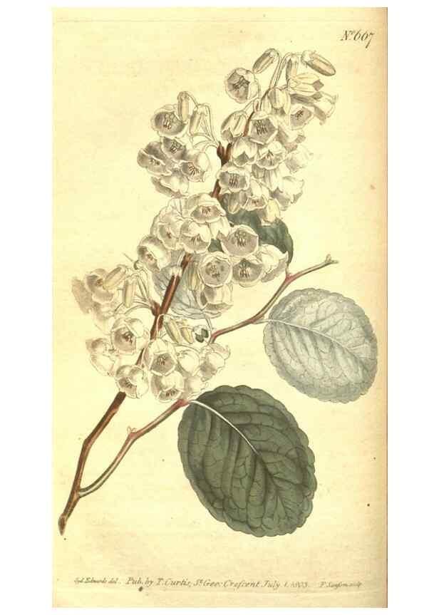 Reproducción/Reproduction 8318325328: Curtis's botanical magazine.. London ;New York [etc.] :Academic Press [etc.]
