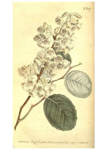 Reproducción/Reproduction 8318325328: Curtis's botanical magazine.. London ;New York [etc.] :Academic Press [etc.]