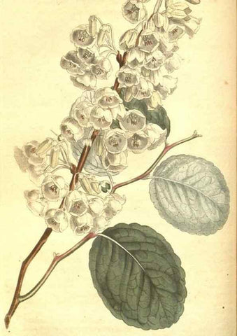 Reproducción/Reproduction 8318325328: Curtis's botanical magazine.. London ;New York [etc.] :Academic Press [etc.]
