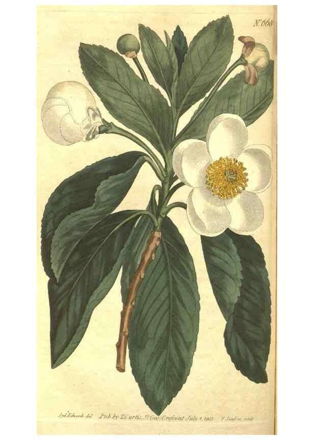 Reproducción/Reproduction 8317270005: Curtis's botanical magazine.. London ;New York [etc.] :Academic Press [etc.]