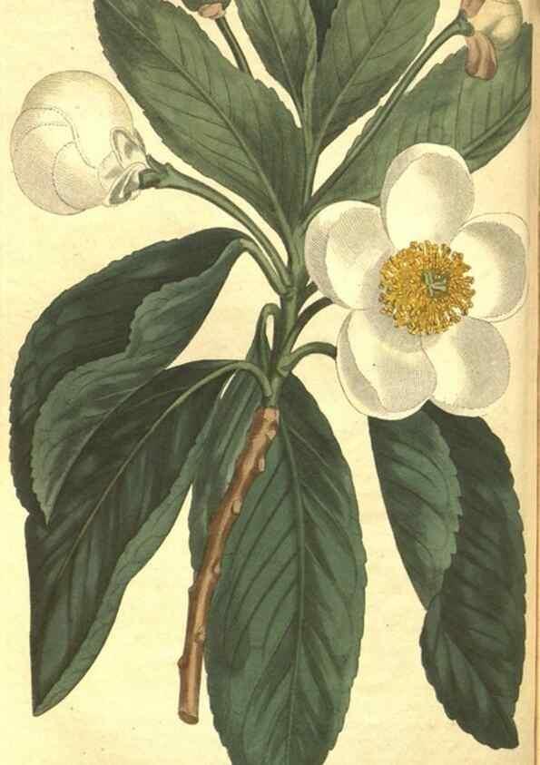 Reproducción/Reproduction 8317270005: Curtis's botanical magazine.. London ;New York [etc.] :Academic Press [etc.]