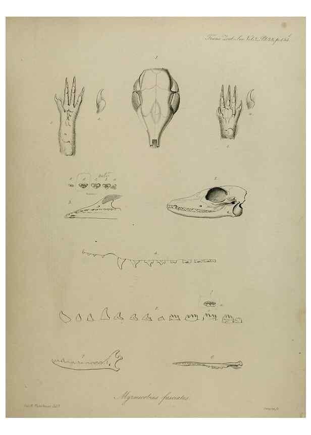 Reproducción/Reproduction 8346569728: Transactions of the Zoological Society of London.. [London] :Published for the Zoological Society of London by Academic Press