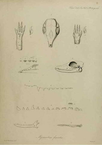 Reproducción/Reproduction 8346569728: Transactions of the Zoological Society of London.. [London] :Published for the Zoological Society of London by Academic Press