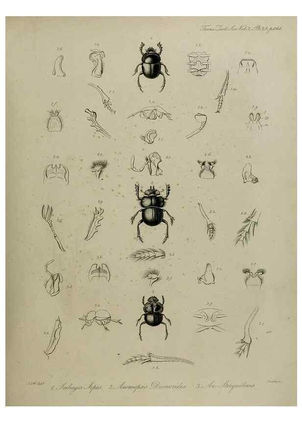 Reproducción/Reproduction 8346570290: Transactions of the Zoological Society of London.. [London] :Published for the Zoological Society of London by Academic Press