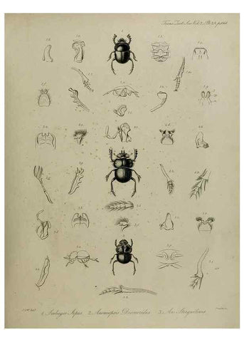Reproducción/Reproduction 8346570290: Transactions of the Zoological Society of London.. [London] :Published for the Zoological Society of London by Academic Press