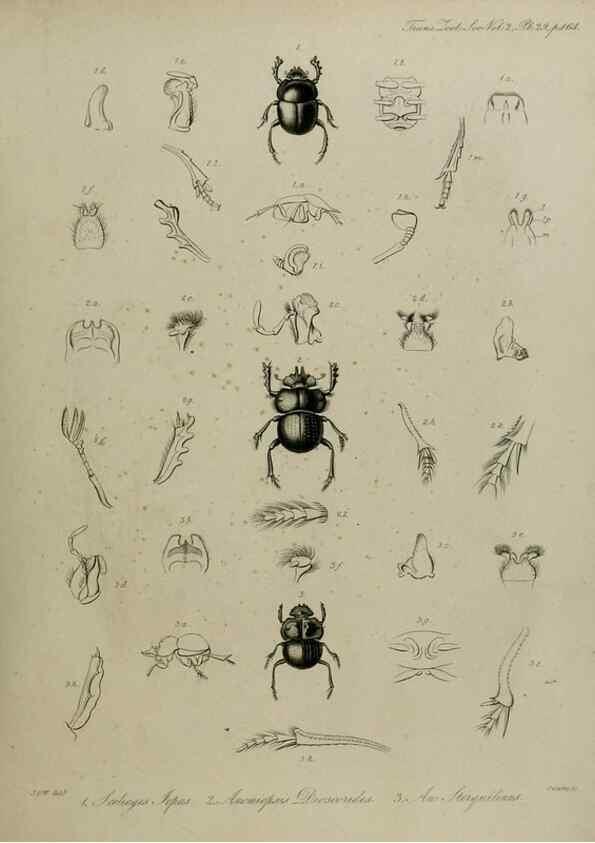 Reproducción/Reproduction 8346570290: Transactions of the Zoological Society of London.. [London] :Published for the Zoological Society of London by Academic Press