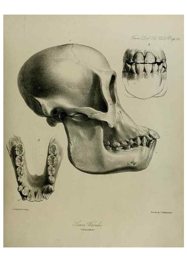 Reproducción/Reproduction 8345516995: Transactions of the Zoological Society of London.. [London] :Published for the Zoological Society of London by Academic Press