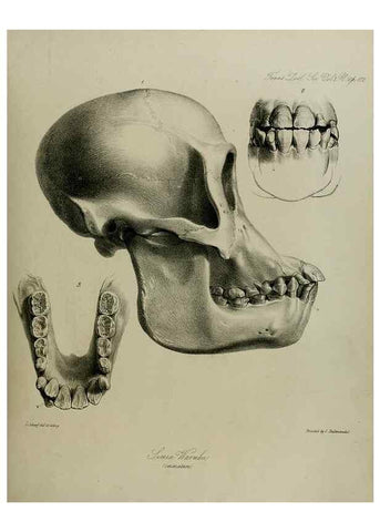 Reproducción/Reproduction 8345516995: Transactions of the Zoological Society of London.. [London] :Published for the Zoological Society of London by Academic Press