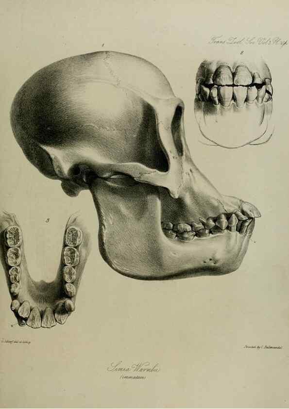 Reproducción/Reproduction 8345516995: Transactions of the Zoological Society of London.. [London] :Published for the Zoological Society of London by Academic Press