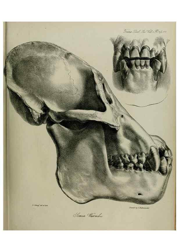 Reproducción/Reproduction 8346571700: Transactions of the Zoological Society of London.. [London] :Published for the Zoological Society of London by Academic Press