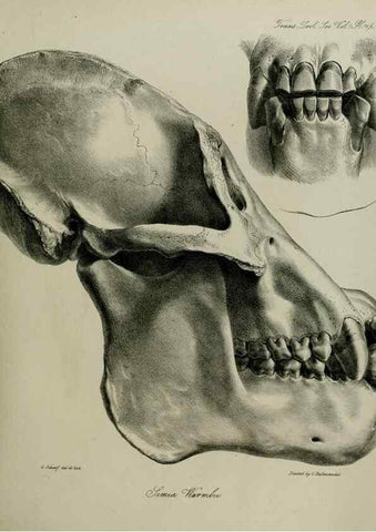 Reproducción/Reproduction 8346571700: Transactions of the Zoological Society of London.. [London] :Published for the Zoological Society of London by Academic Press