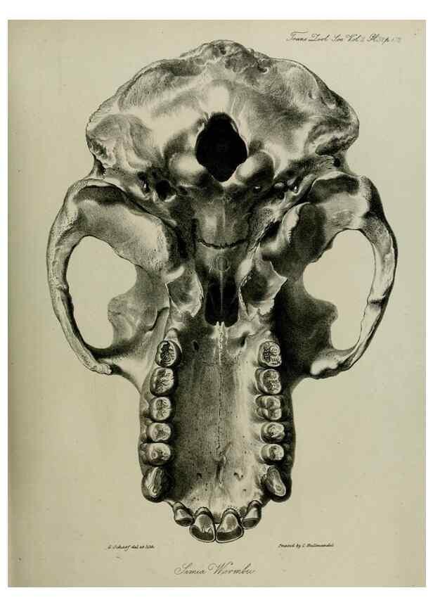 Reproducción/Reproduction 8346572338: Transactions of the Zoological Society of London.. [London] :Published for the Zoological Society of London by Academic Press