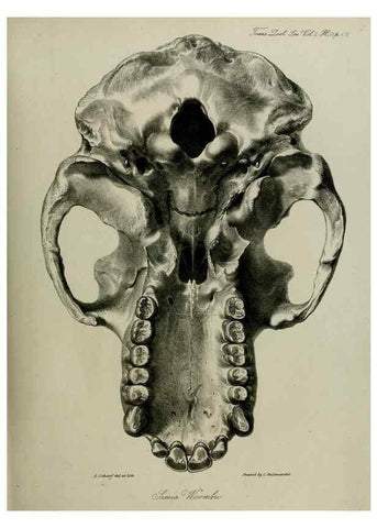 Reproducción/Reproduction 8346572338: Transactions of the Zoological Society of London.. [London] :Published for the Zoological Society of London by Academic Press