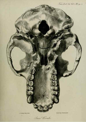 Reproducción/Reproduction 8346572338: Transactions of the Zoological Society of London.. [London] :Published for the Zoological Society of London by Academic Press