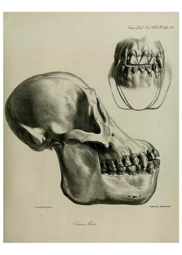 Reproducción/Reproduction 8346573194: Transactions of the Zoological Society of London.. [London] :Published for the Zoological Society of London by Academic Press