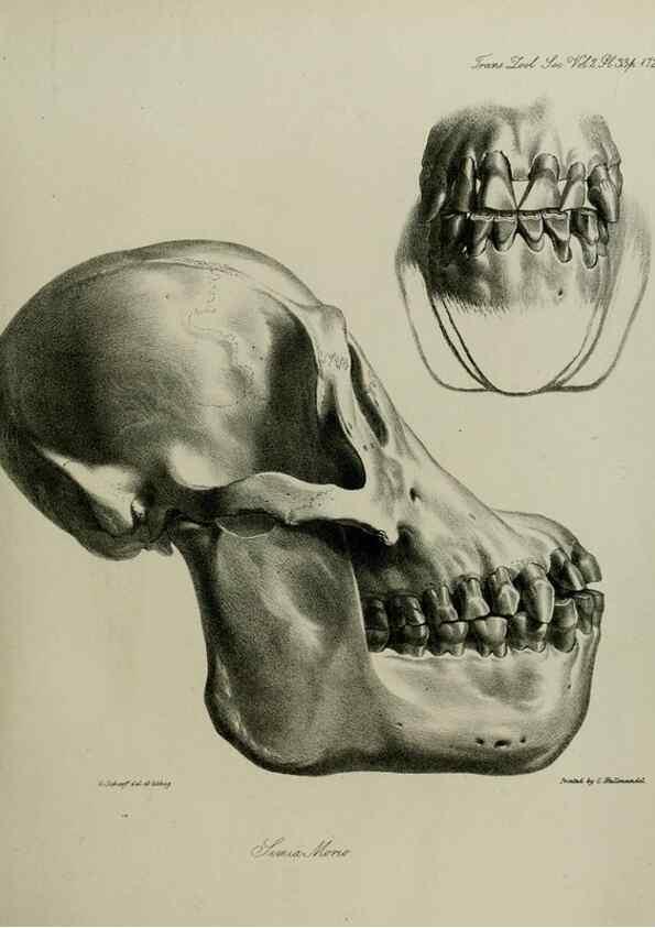 Reproducción/Reproduction 8346573194: Transactions of the Zoological Society of London.. [London] :Published for the Zoological Society of London by Academic Press