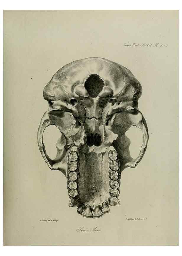 Reproducción/Reproduction 8346574406: Transactions of the Zoological Society of London.. [London] :Published for the Zoological Society of London by Academic Press