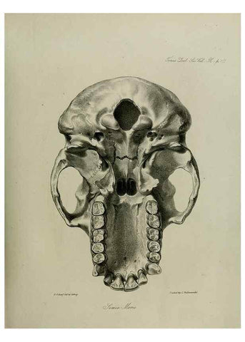 Reproducción/Reproduction 8346574406: Transactions of the Zoological Society of London.. [London] :Published for the Zoological Society of London by Academic Press