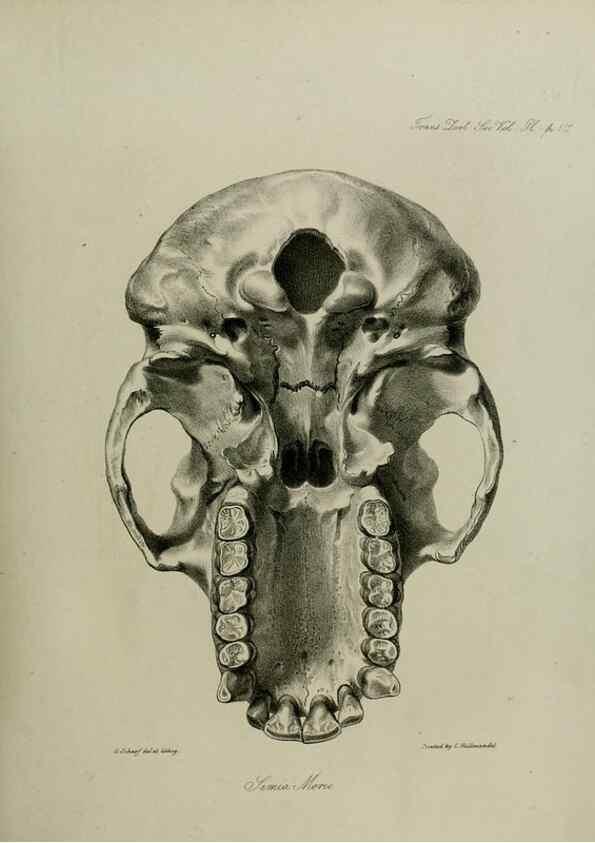 Reproducción/Reproduction 8346574406: Transactions of the Zoological Society of London.. [London] :Published for the Zoological Society of London by Academic Press