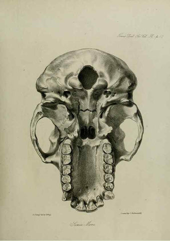 Reproducción/Reproduction 8346574406: Transactions of the Zoological Society of London.. [London] :Published for the Zoological Society of London by Academic Press