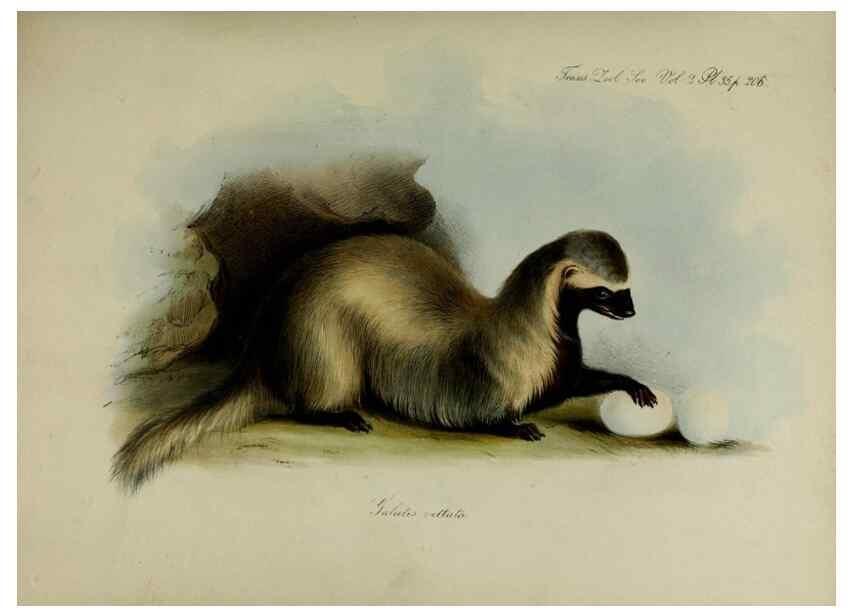 Reproducción/Reproduction 8346575390: Transactions of the Zoological Society of London.. [London] :Published for the Zoological Society of London by Academic Press