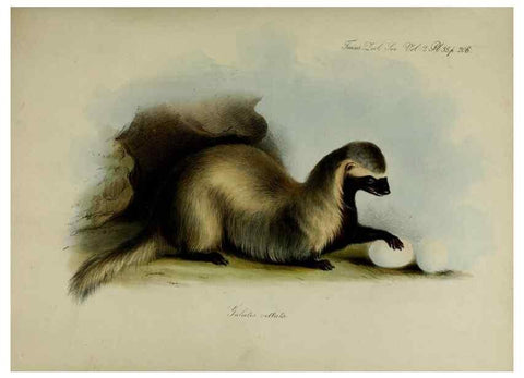 Reproducción/Reproduction 8346575390: Transactions of the Zoological Society of London.. [London] :Published for the Zoological Society of London by Academic Press
