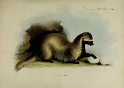 Reproducción/Reproduction 8346575390: Transactions of the Zoological Society of London.. [London] :Published for the Zoological Society of London by Academic Press