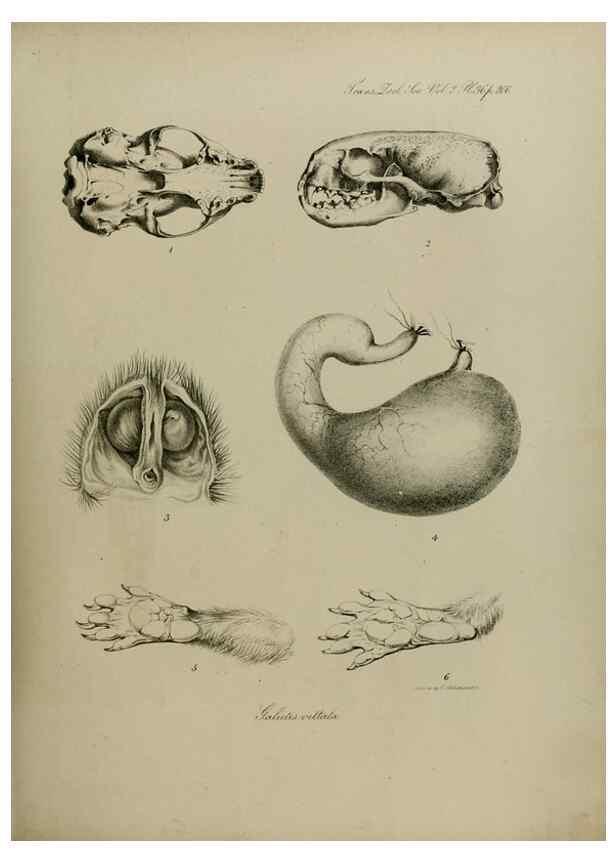 Reproducción/Reproduction 8346576650: Transactions of the Zoological Society of London.. [London] :Published for the Zoological Society of London by Academic Press