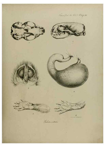 Reproducción/Reproduction 8346576650: Transactions of the Zoological Society of London.. [London] :Published for the Zoological Society of London by Academic Press